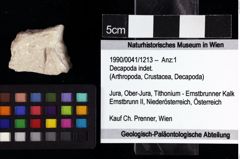 Foto (Objket + Etiketten) von Decapoda indet. 